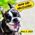 Hump Day Hallelujah Hump Day Hallelujah