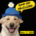 Hump Day Hallelujah Hump Day Hallelujah