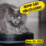 Hump Day Hallelujah Hump Day Hallelujah