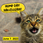 Hump Day Hallelujah Hump Day Hallelujah