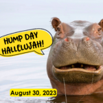 Hump Day Hallelujah Hump Day Hallelujah