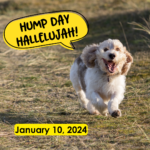 Hump Day Hallelujah Hump Day Hallelujah
