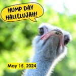 Hump Day Hallelujah Hump Day Hallelujah