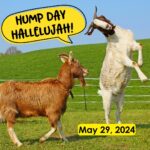 Hump Day Hallelujah