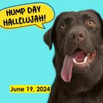 Hump Day Hallelujah Hump Day Hallelujah