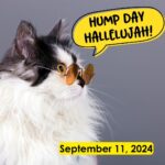 Hump Day Hallelujah Hump Day Hallelujah