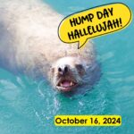 Hump Day Hallelujah Hump Day Hallelujah