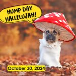 Hump Day Hallelujah Hump Day Hallelujah