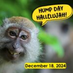 Hump Day Hallelujah Hump Day Hallelujah
