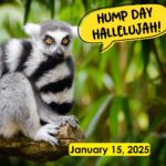 Hump Day Hallelujah Hump Day Hallelujah