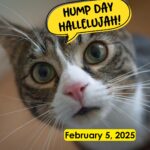 Hump Day Hallelujah Hump Day Hallelujah