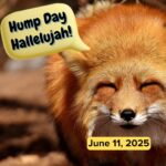 Hump Day Hallelujah Hump Day Hallelujah