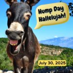 Hump Day Hallelujah Hump Day Hallelujah
