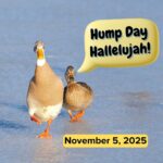 Hump Day Hallelujah