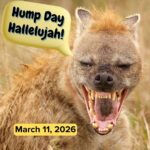 Hump Day Hallelujah