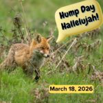 Hump Day Hallelujah