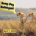Hump Day Hallelujah