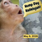 Hump Day Hallelujah