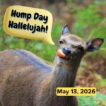 Hump Day Hallelujah
