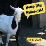 Hump Day Hallelujah