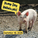 Hump Day Hallelujah